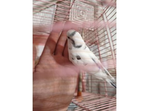 Acil satılık konuşan muhabbet kuşu