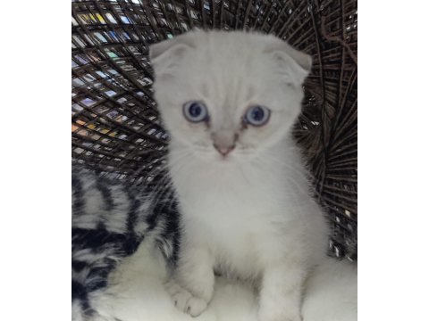 2 aylık scottish fold yavrular