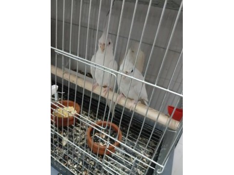 Albino eşli takım sultan papağanı