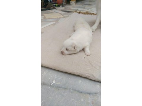 36 günlük spitz pomeranian yavruları