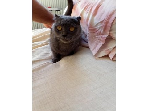1 yaşındaki scottish fold kızımız