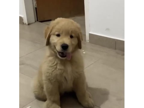 Sağlık ve ırk garantili oyuncu golden retriever köpekler