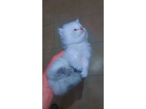 Safkan bebekler british longhair