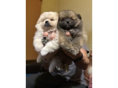 Yavru pomeranian boo