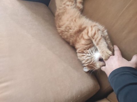 Kedimiz portakalı sahiplendiriyorum