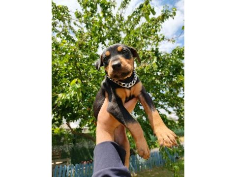 A kalite doberman yavruları