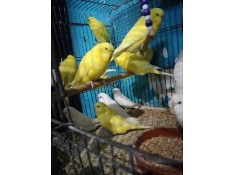 Her renk muhabbet kuşu