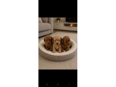 Tatlı kucuk poodle mınıkler