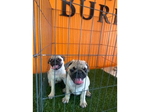 Burkemden a kalite pug yavruları