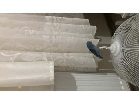 Çift mavi forpus papağanı 1 yaşında