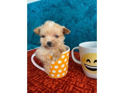Cep boy maltipoo yavrular