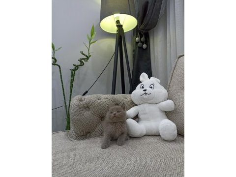 Top surat oyuncak gibi lilac british shorthair yavrular