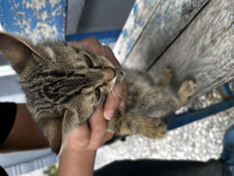 1 aylık sokak kedisi