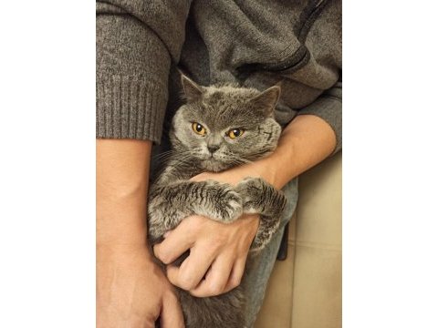 2 yaşında british shorthair erkek