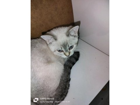 Safkan orijinal british shorthair yavrular