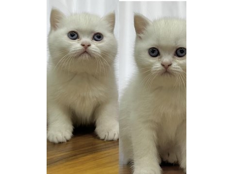 Anne british shorthair baba exotic shorthair kedimiz