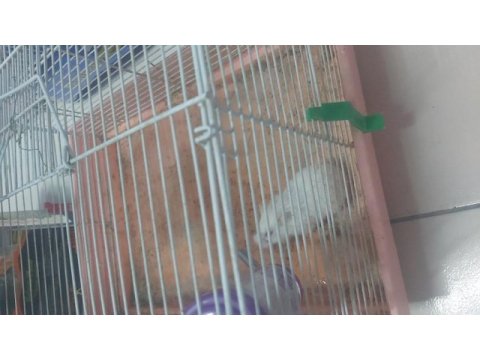 Acil satılık hamster