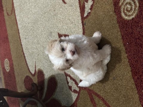 3 aylık maltipoo oğlumuz sahibini bekliyor