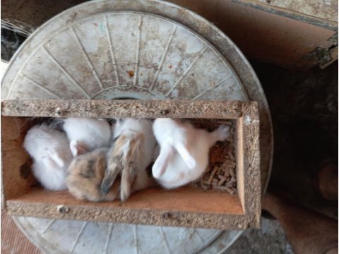 Hollanda teddy lop tavşanı