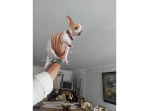 A kalite meksika chihuahua (şivava) yavruları