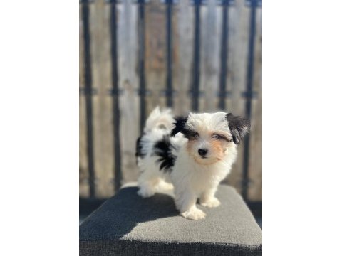 Morkie yavru