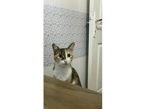 Kedimiz fındığıma eş arıyorum
