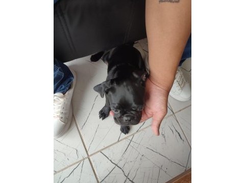 Evcil eğitimli yavru pug