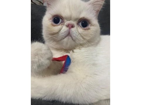 Ücretsiz 1 yaşında exotic shorthair