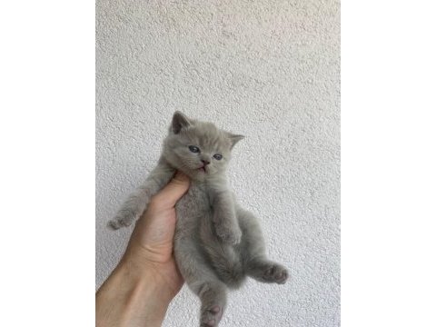 British shorthair kedisi