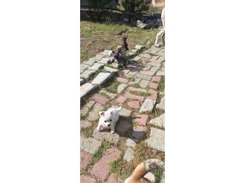 Chihuahua sevimli köpekler