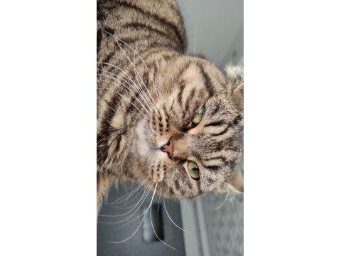 Kısır çipli scottish fold erkek kedime yeni yuva arıyoruz