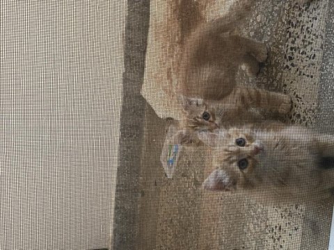 2-3 aylık kediler