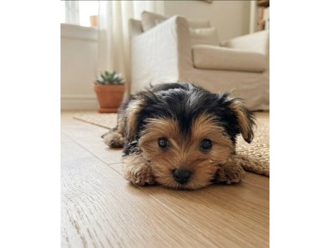 Dişi erkek yorkshire terrier