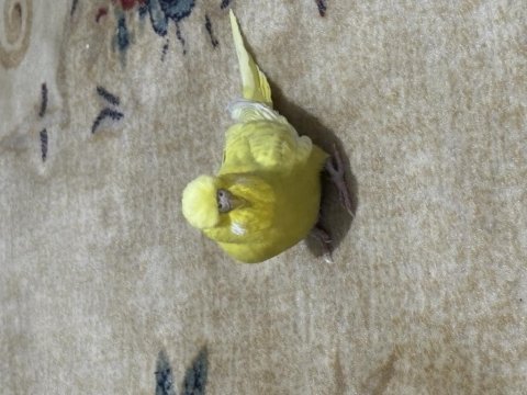 Jumbo dişi muhabbet kuşu