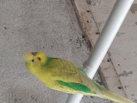 Sağlıklı muhabbet kuşlar