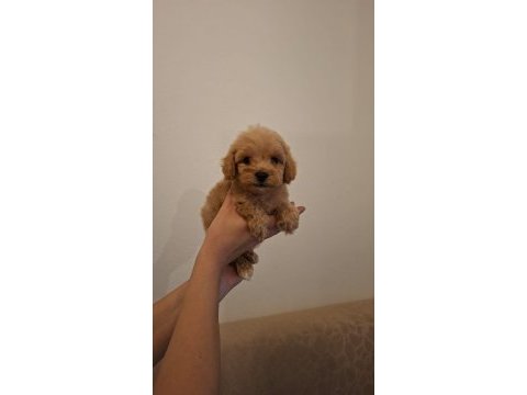 Maltipoo yavrularım sağlık ve ırk garantilidir