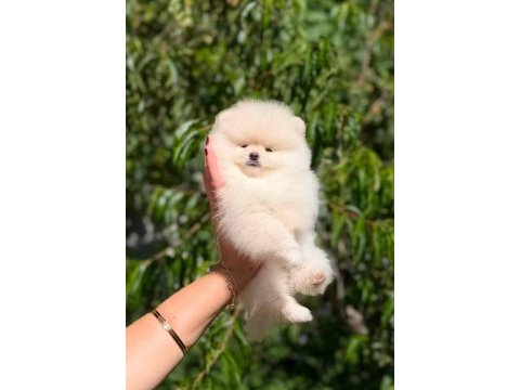Oyuncak değil gerçek pomeranian boo