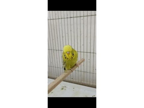2 ile 5 aylık arasında şov vasıflı kuşlardan