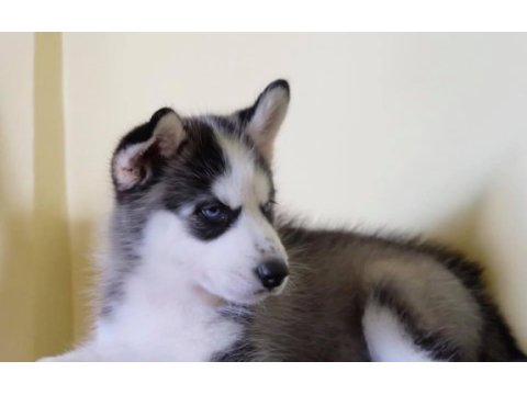 Husky sibirya yavruları