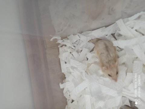 Gonzales hamster