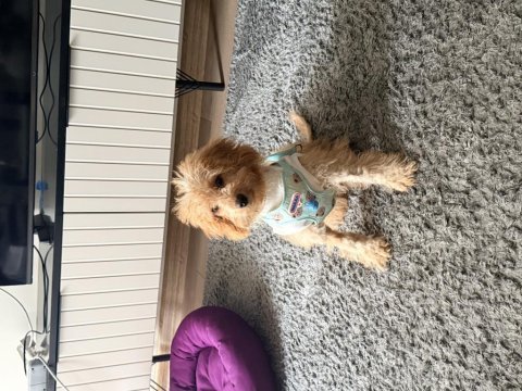 4 aylık aşılı erkek maltipoo