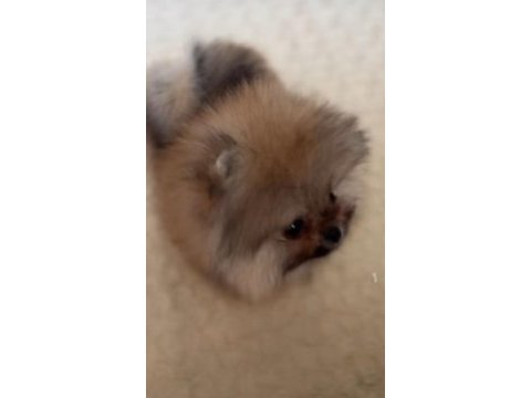 Pomeranian boo erkek yavrular