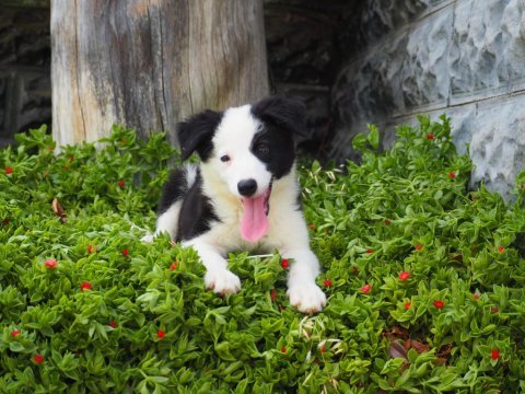 Border collie yavru köpeklerimiz