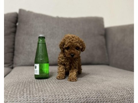 Tea cup dişi toy poodle yavrumuz