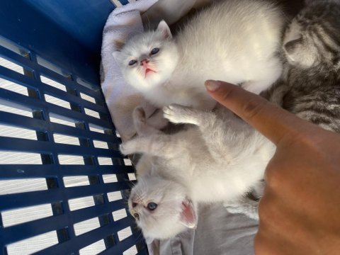 Sağlıklı anne ve baba safkan british shorthair rezerve açık