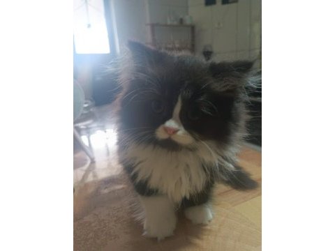 Erkek bi color british longhair