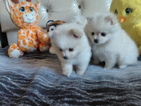Pomeranian boo 55 günlük yavrularım