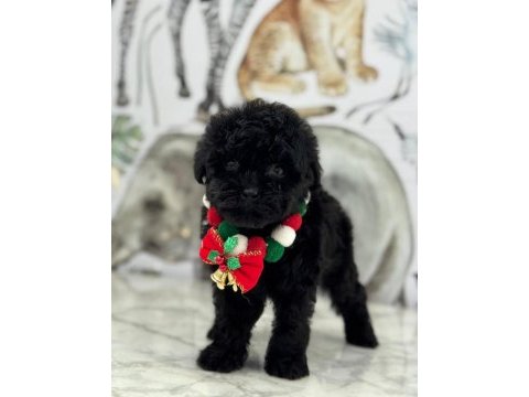 2 aylık siyah dişi maltipoo yavru