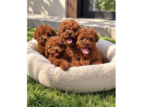 Ailenizin yeni üyesi poodle
