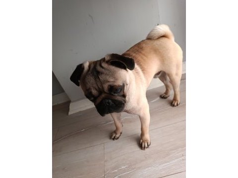 9 aylık pug